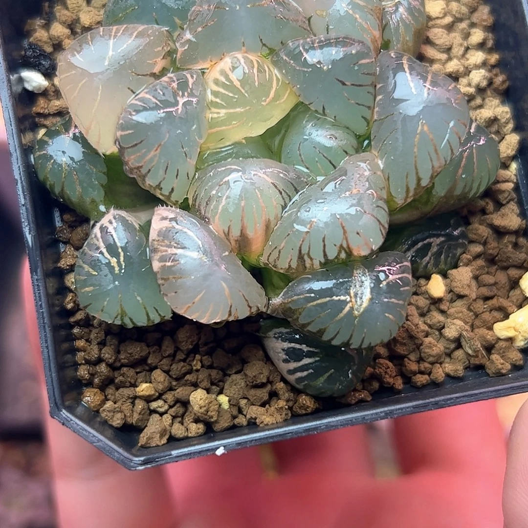 孔明灯六公分亚成株锦