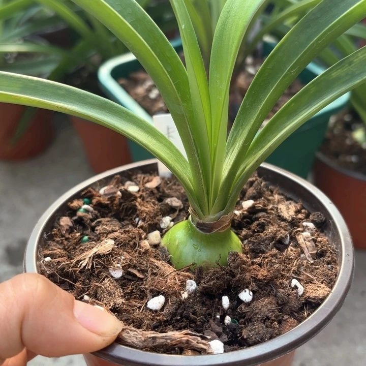 无花朵卡布奇诺3+