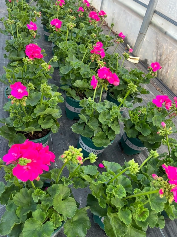 言植花卉 魔力粉红 天竺葵 一加仑 四季开花 阳台王者