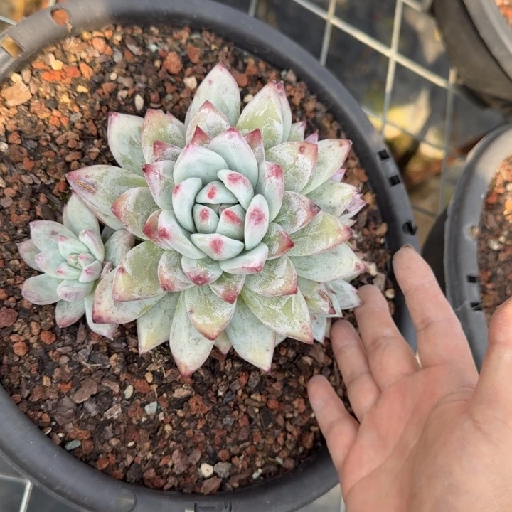 卡系多肉植物绿植