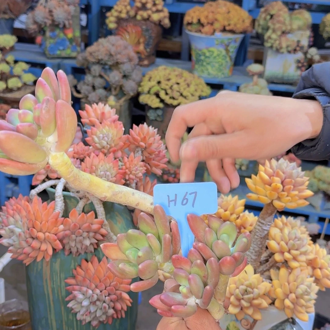 ?***?多肉植物的生长发育