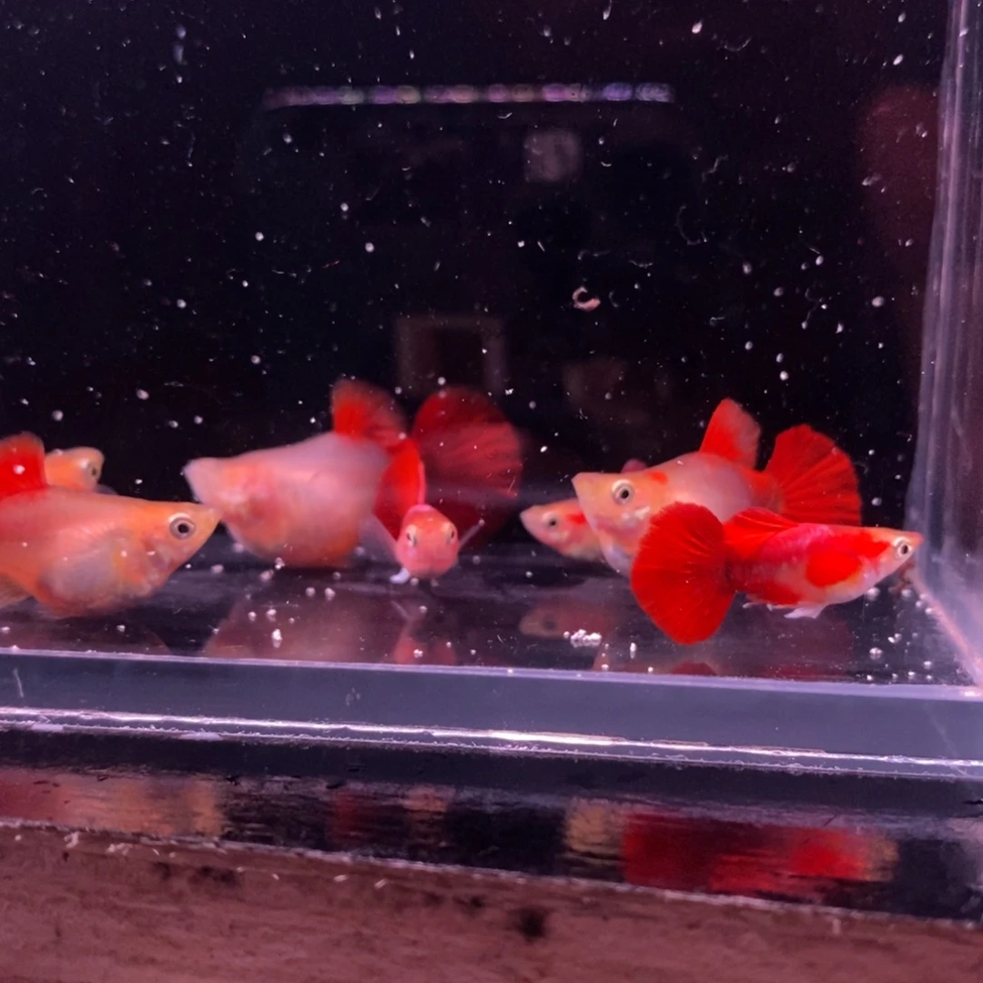 仙***表孔雀鱼黄化折扇球三对