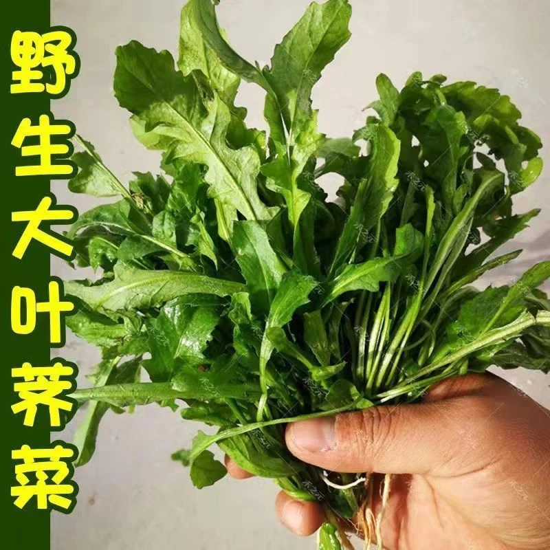 荠荠菜种子农家四季大叶春野菜种籽食用盆栽荠菜种孑青菜籽秋冬播