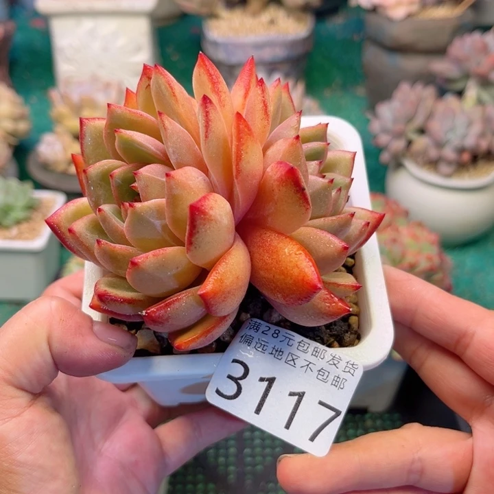 大3117；vzvxvcvghnjj