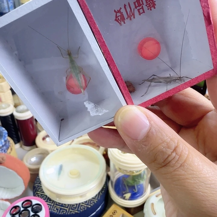 柬竹➕紫竹啊啊啊啊啊啊