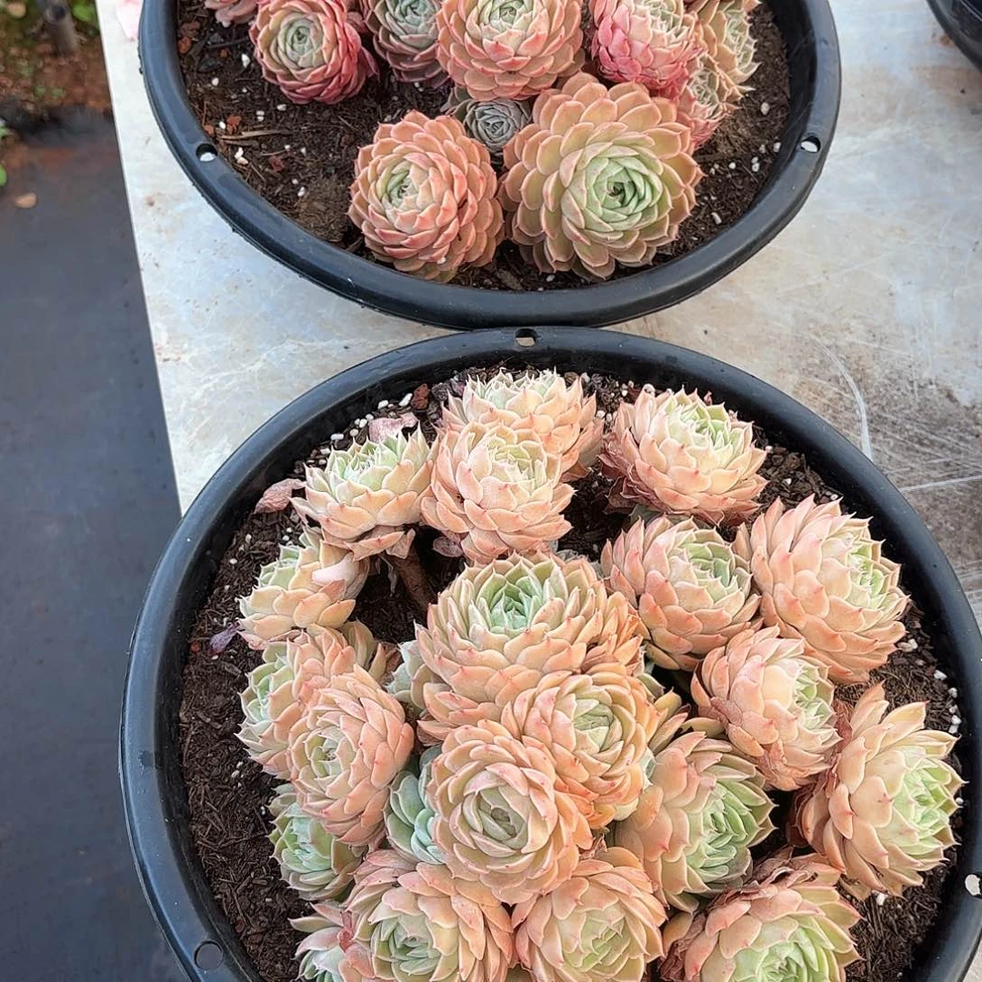 神*2颗昂斯洛发货