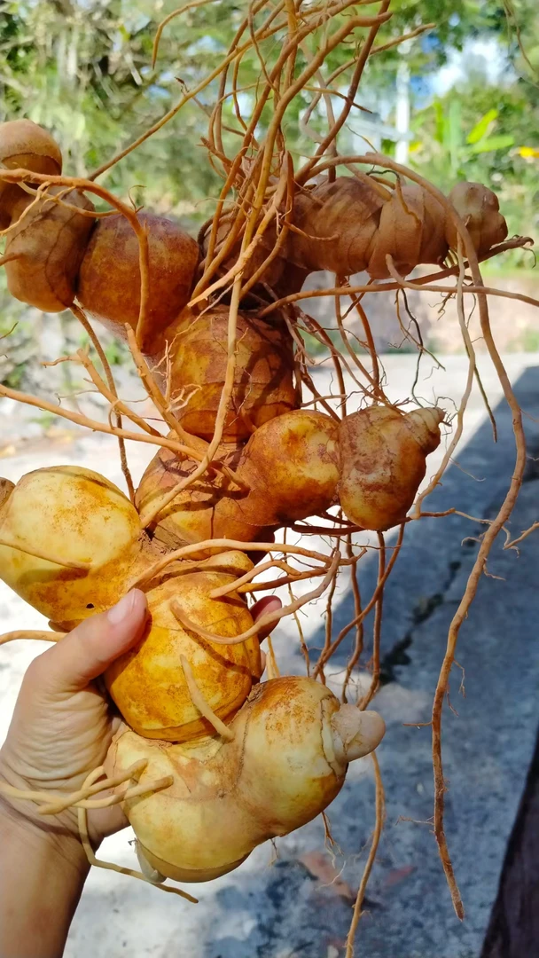 云南山货下山优质老虎姜仙人余粮
