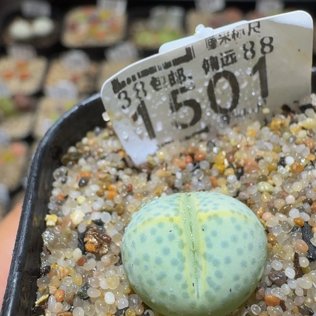 Ssss精品生石花1501