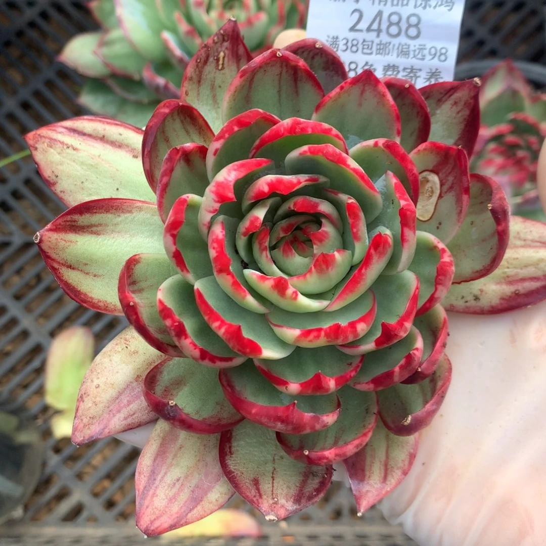 c***r2488号一物一拍11厘米