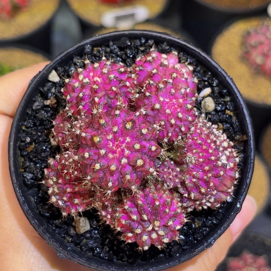 群生+缀化 米哈仙人球