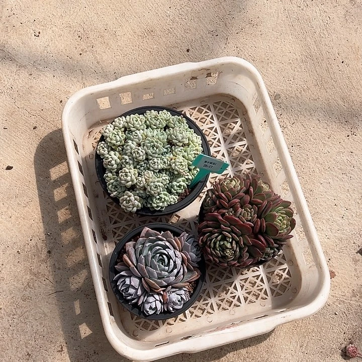 20.17一筐多肉植物