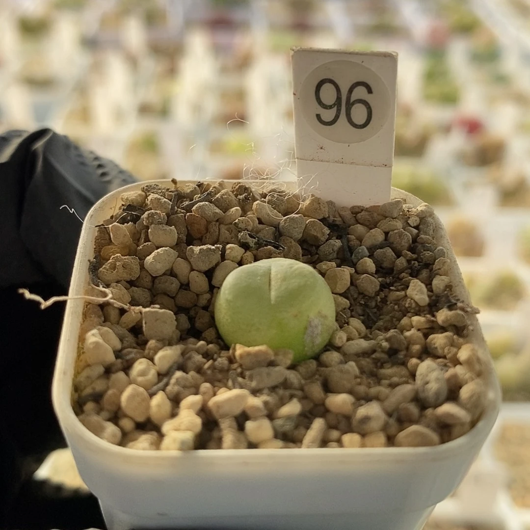 一物一拍拉登三年尺寸1.4