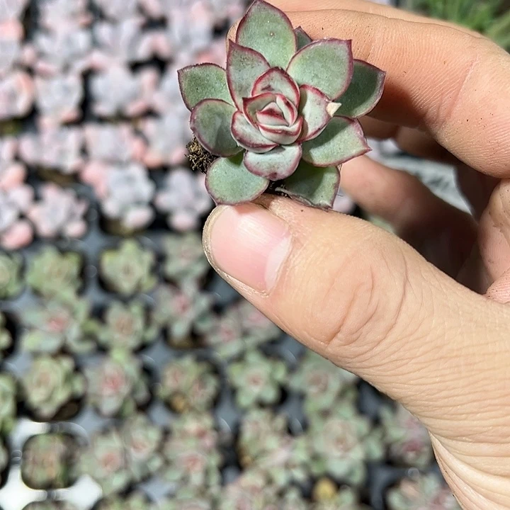 月亮仙子 满10颗包邮