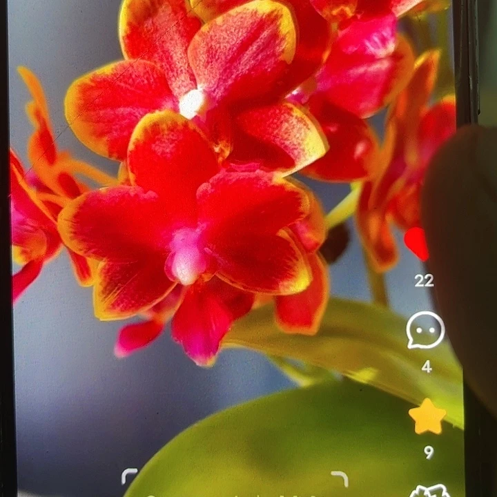 当前无花栽培后可以开花樱桃番茄
