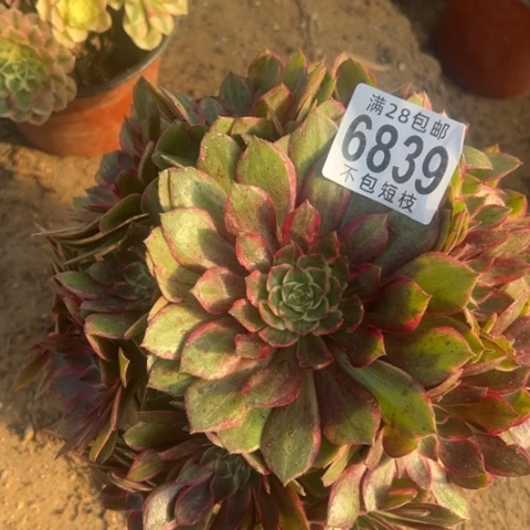 莲花座多肉植物法师6839