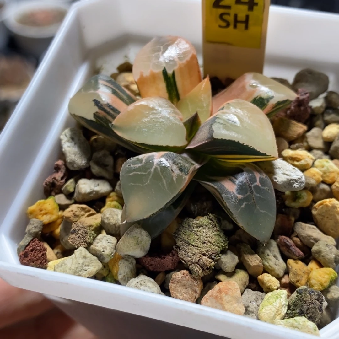 24号火凤凰克锦多肉植物