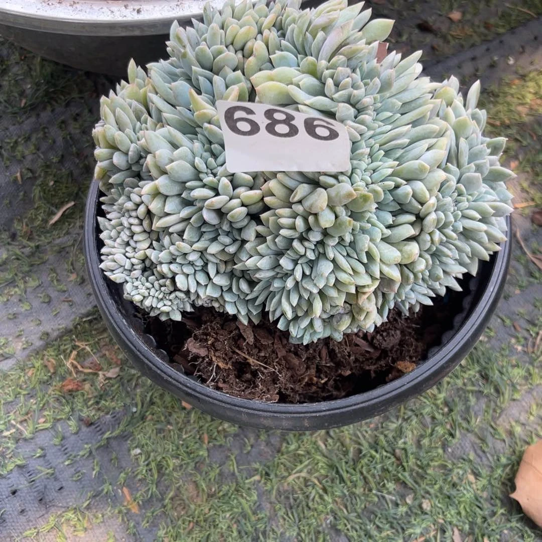 南**木6866666666