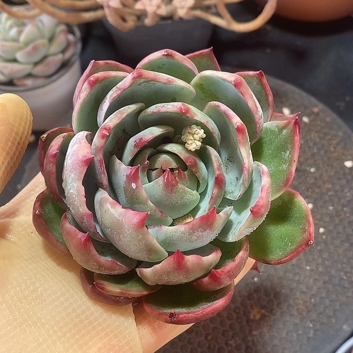 春节福利惊鸿仙子1757