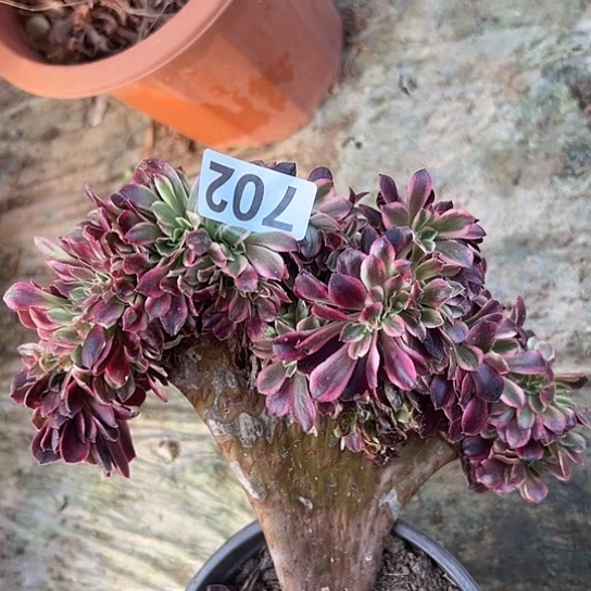 一***爱多肉植物一个美杜莎702