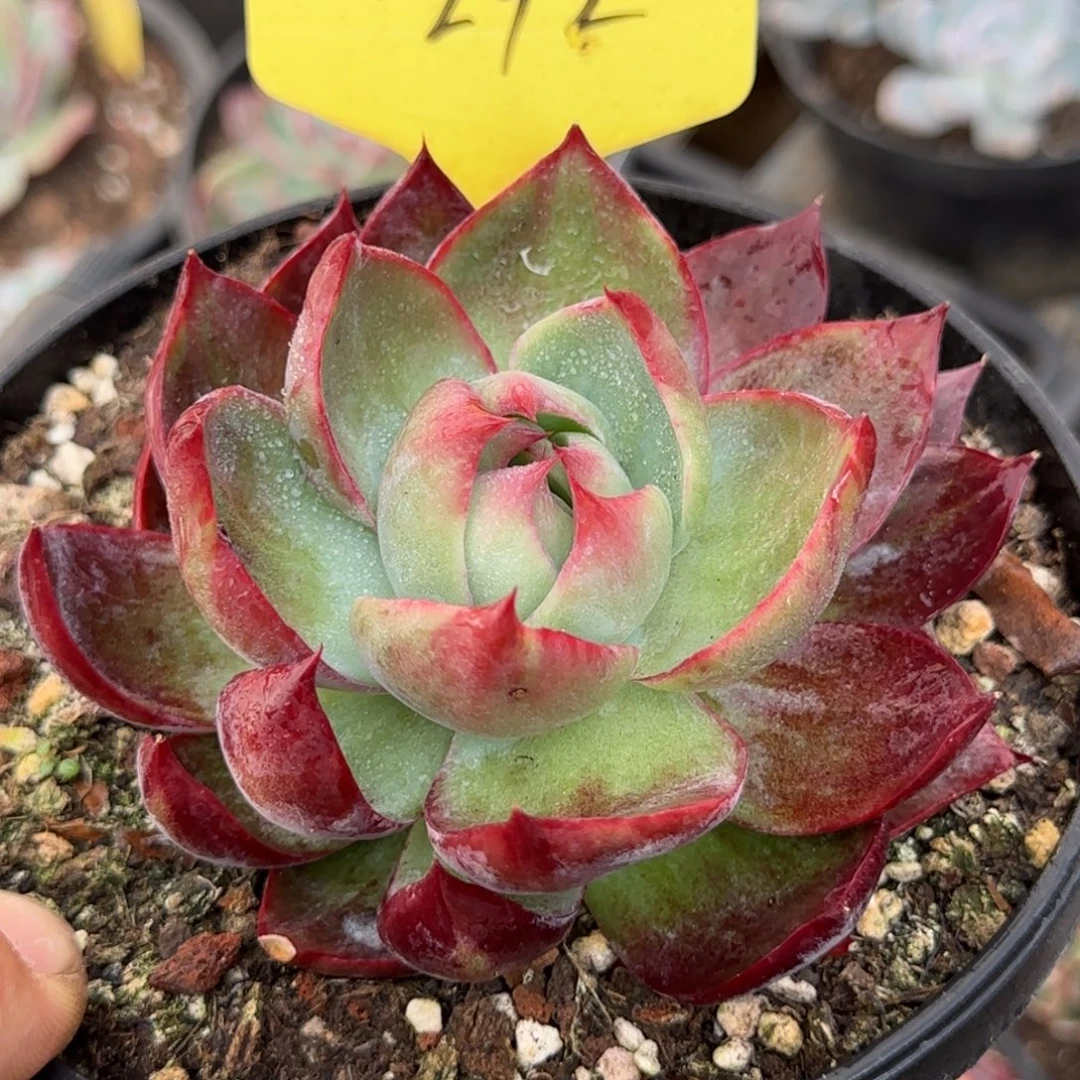 惊鸿一物一拍包装收缩花旱292