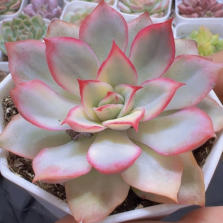 月光女神锦19包邮多肉植物