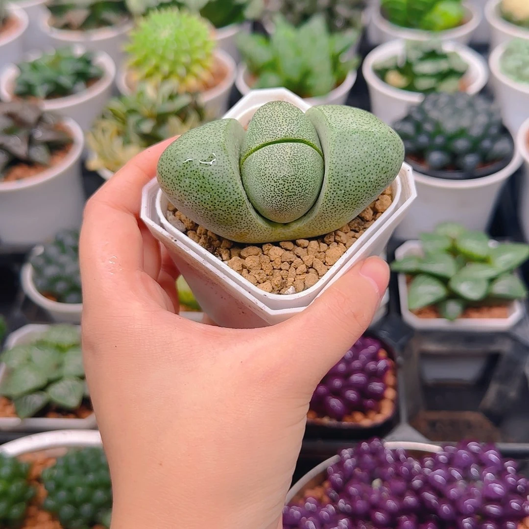 元宝，绿元宝多肉，原盆