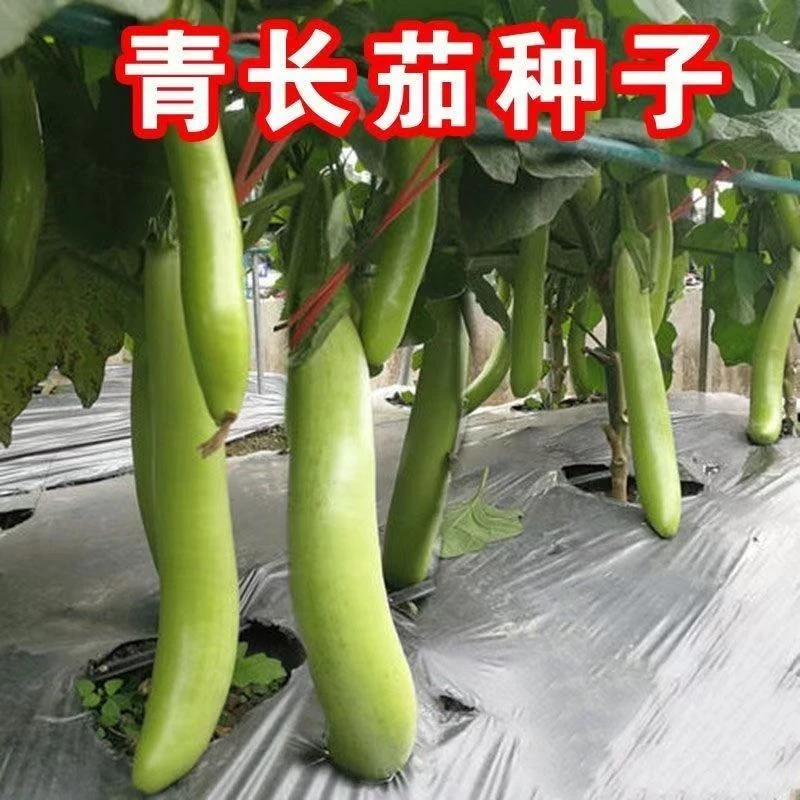 长茄青皮茄瓜绿色无籽绿茄子种盆栽蔬菜种子