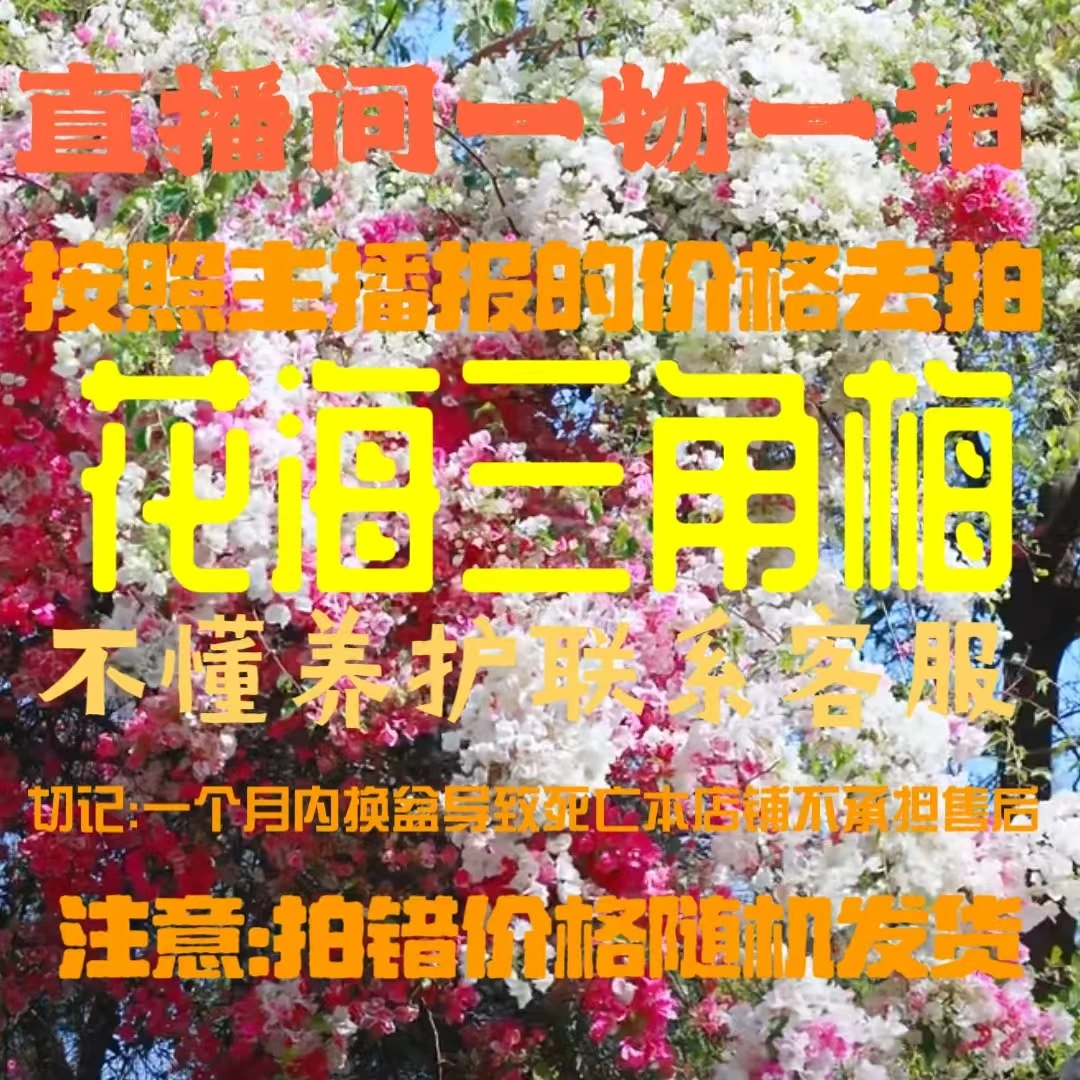 （一物一拍）三角梅花带盆带土基地直发