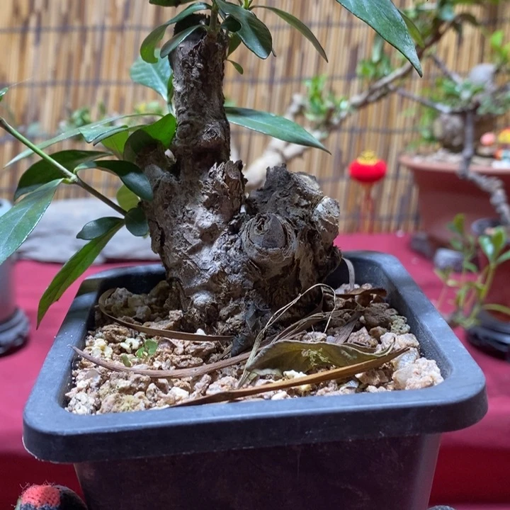 当前无花朵，栽培后可花朵二****子