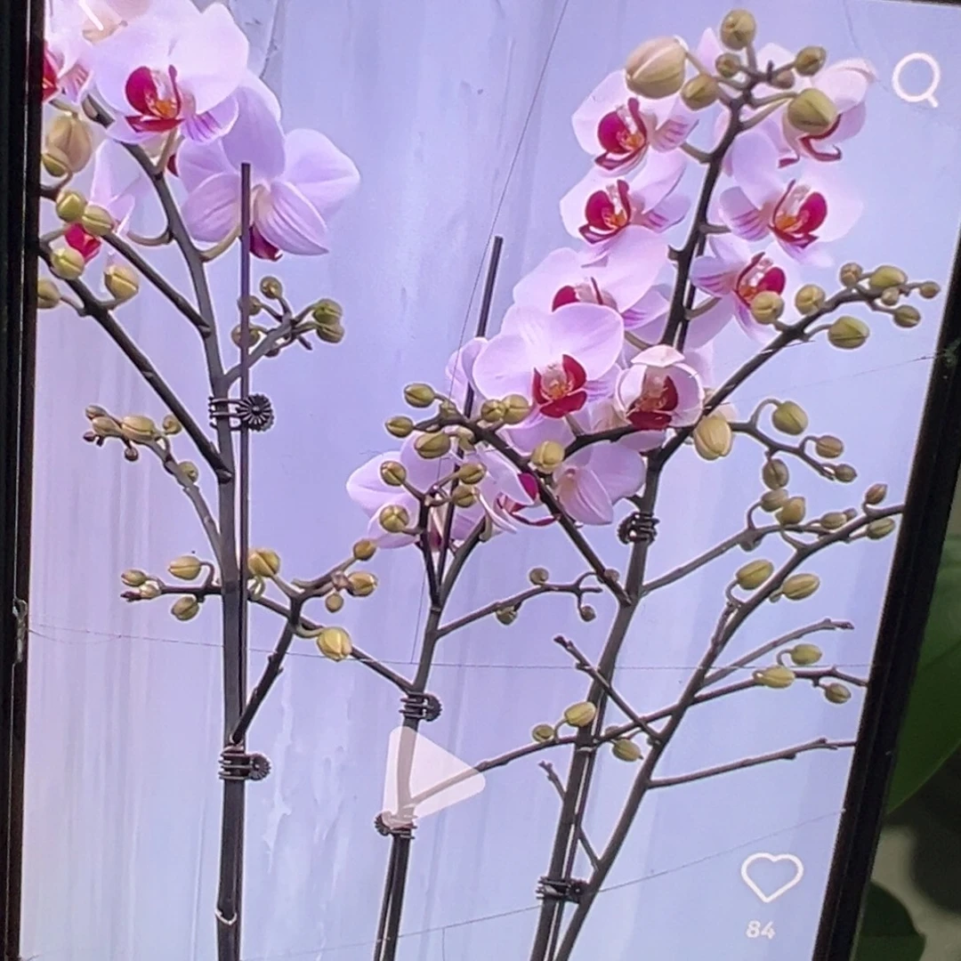当前无花栽培后可以开花貂蝉浮力新苗凑单发货一颗不发货