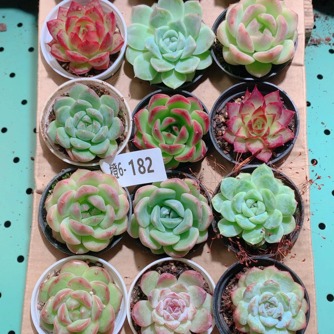 6-182一物一拍带盆18颗