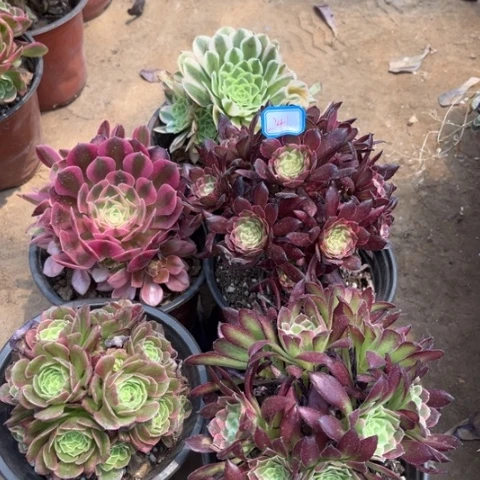 241多肉植物组合