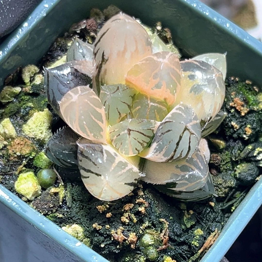 恭喜发财大吉大利4330