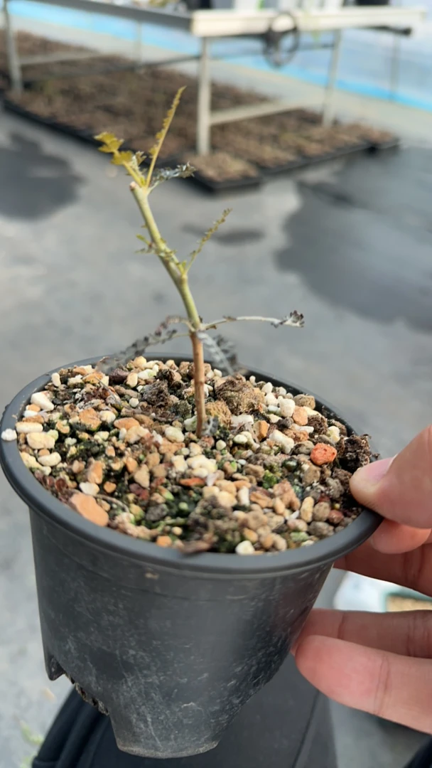 索科特拉乳香 多肉植物