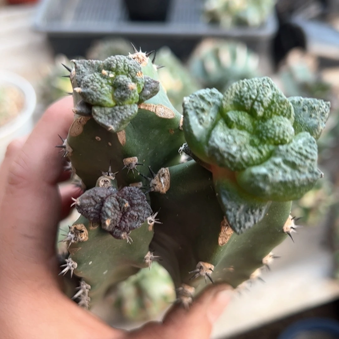 444三科一起新年快乐mmm