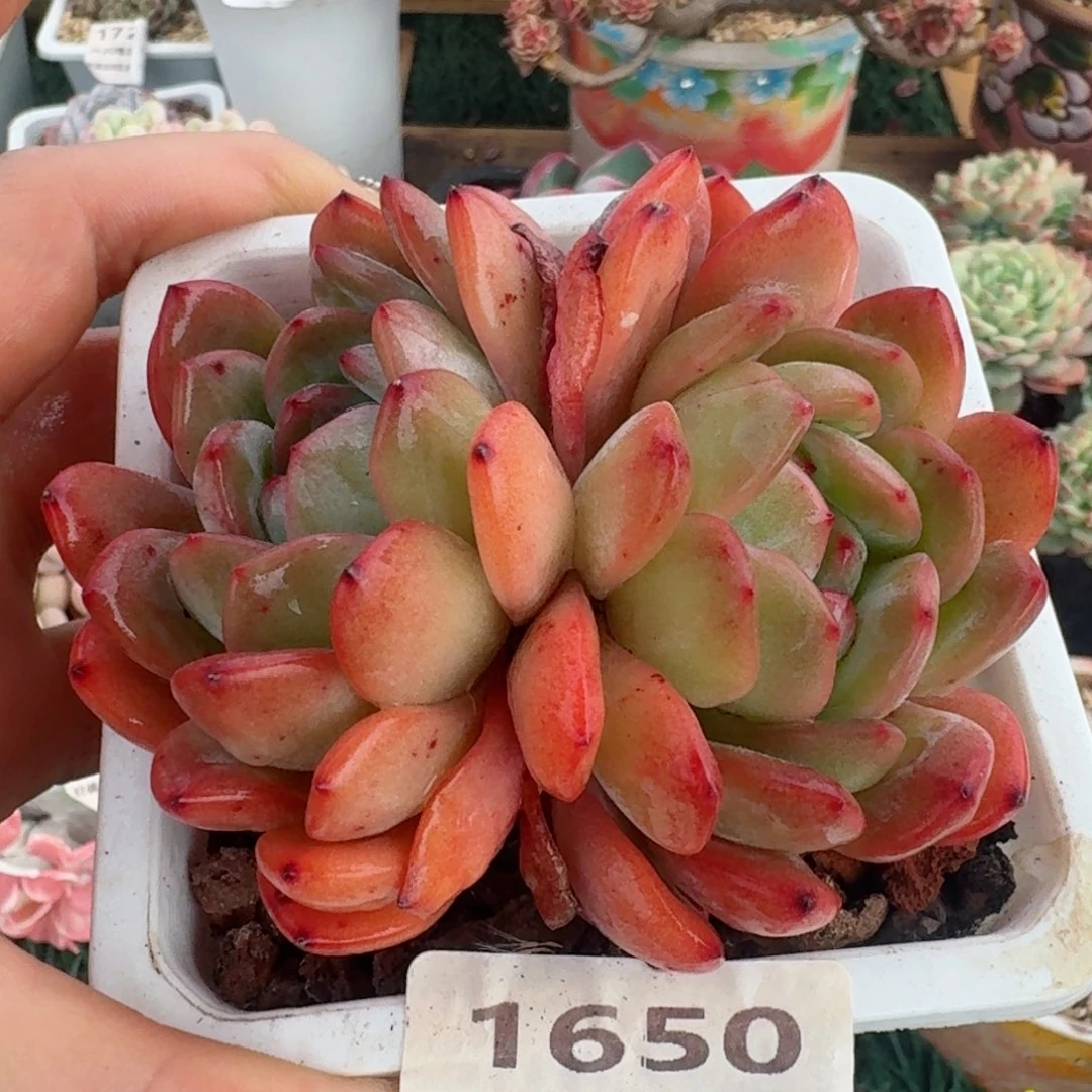 1650一物一拍（满28包邮）