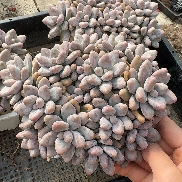 密多丽多肉植物提取精华