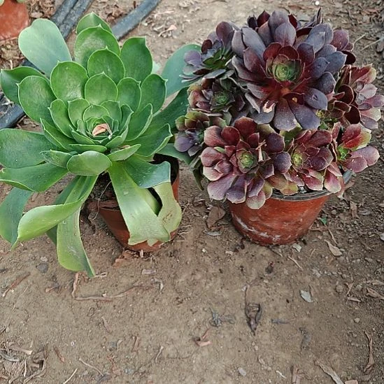 两颗法师加急发货14