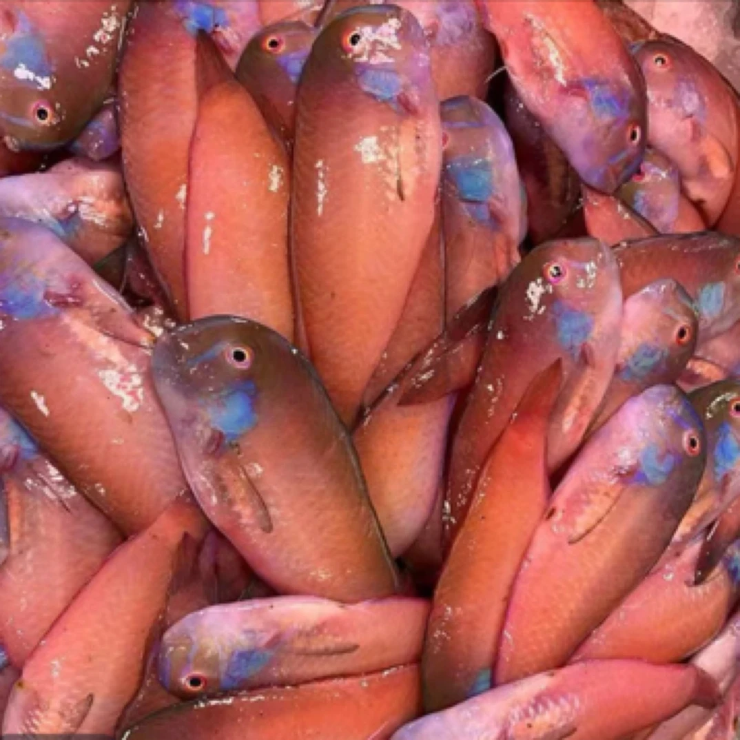 资深港小竹排 红心仔红妹鱼 不帮杀省内包邮