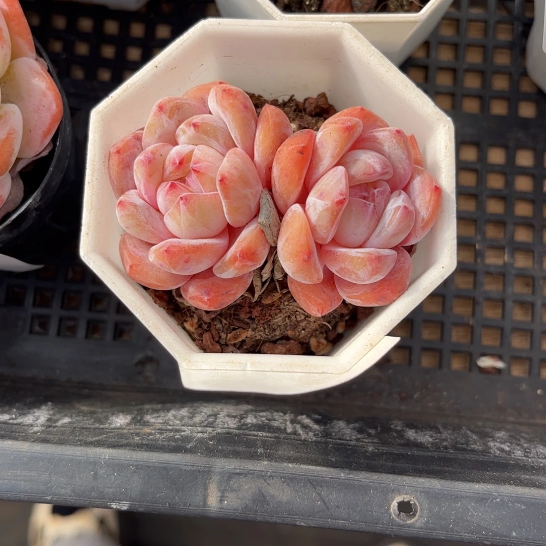 9499双头橙子多肉