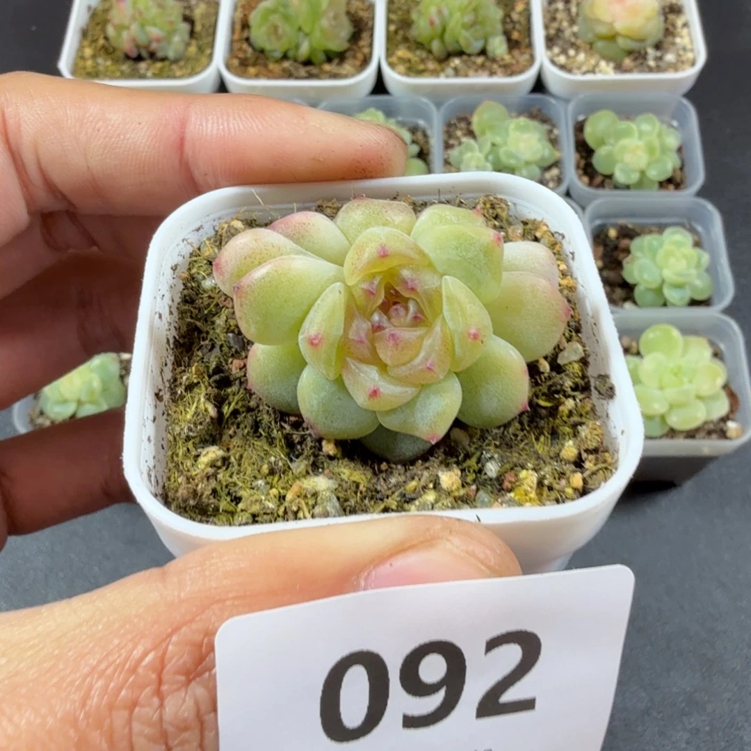 甜心秃子双头一物一拍092