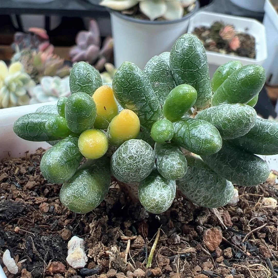 绿龟之卵锦 小方花圃一物一拍