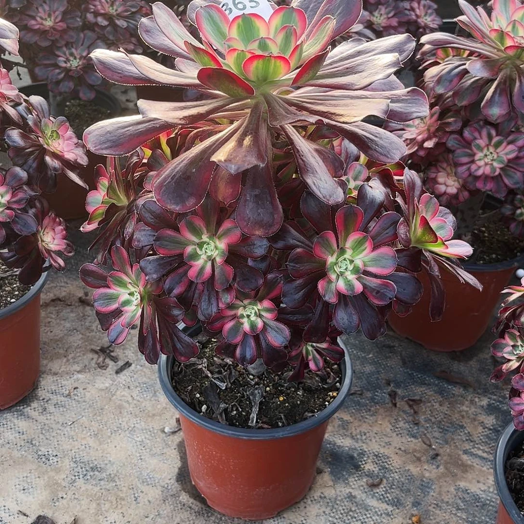多肉植物丽娜363多肉