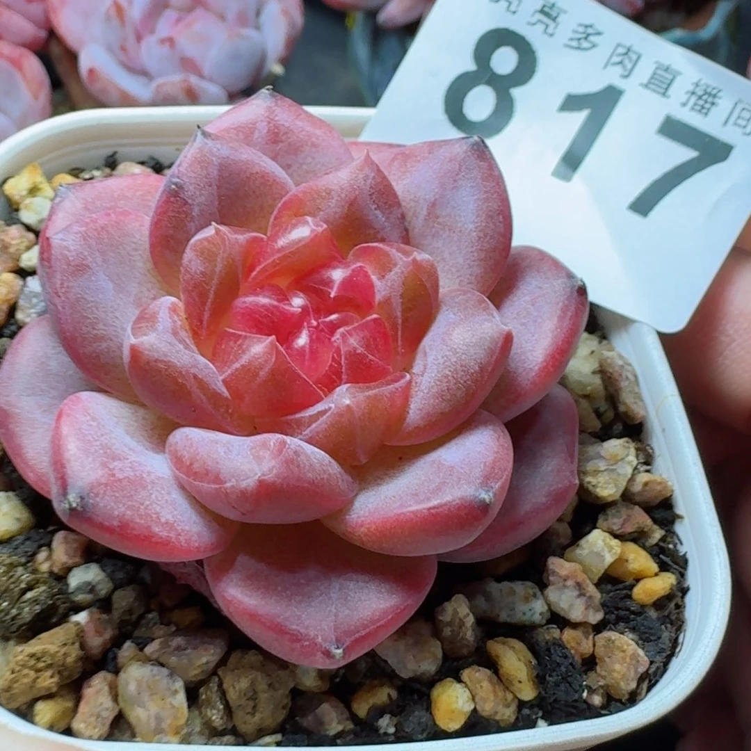 红灯芯          摇身一变高富帅，一夜暴富动作快