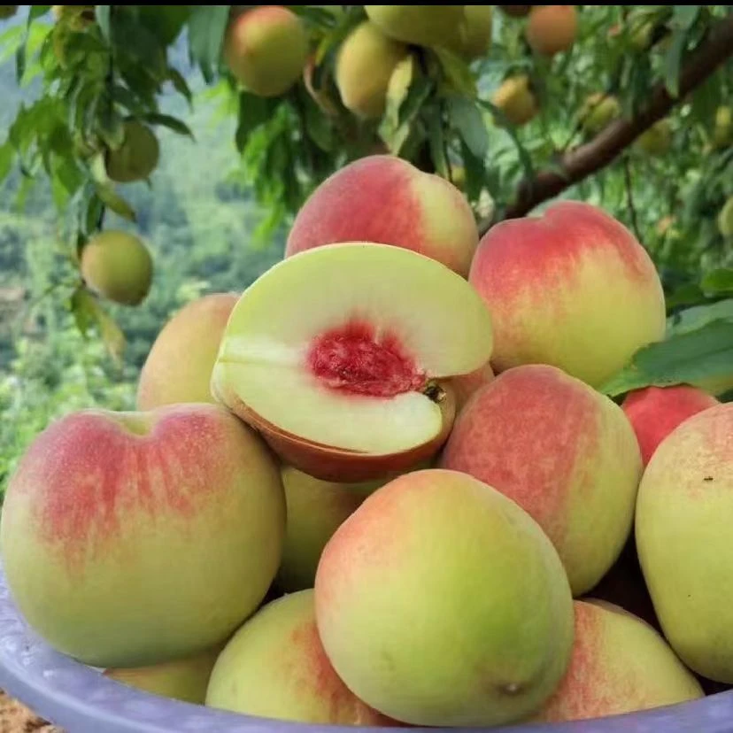 正宗湖南汝城鹰嘴蜜桃新鲜现摘现发当季脆甜时令水果脆毛桃水蜜桃