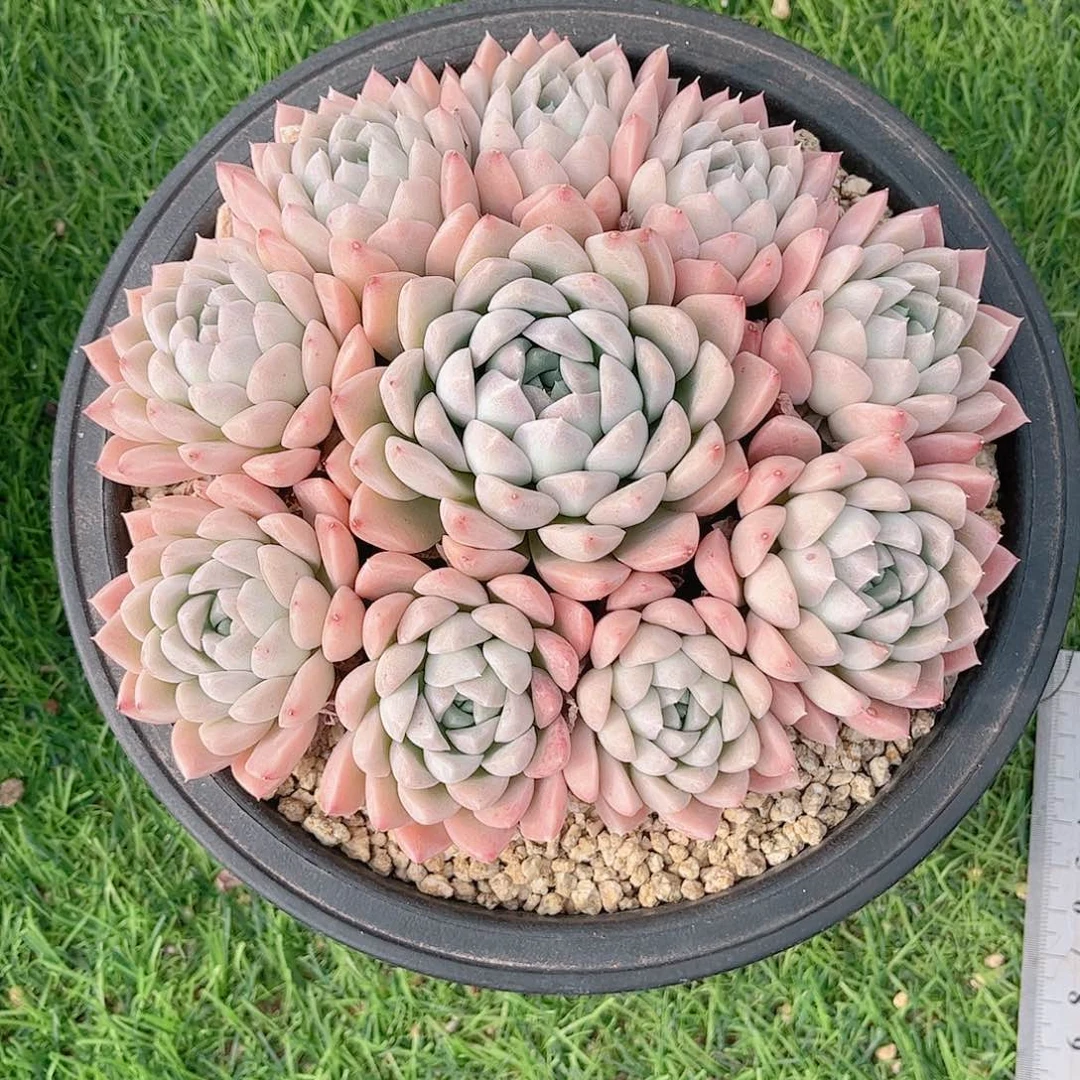 韩版奶油美人捧花多肉