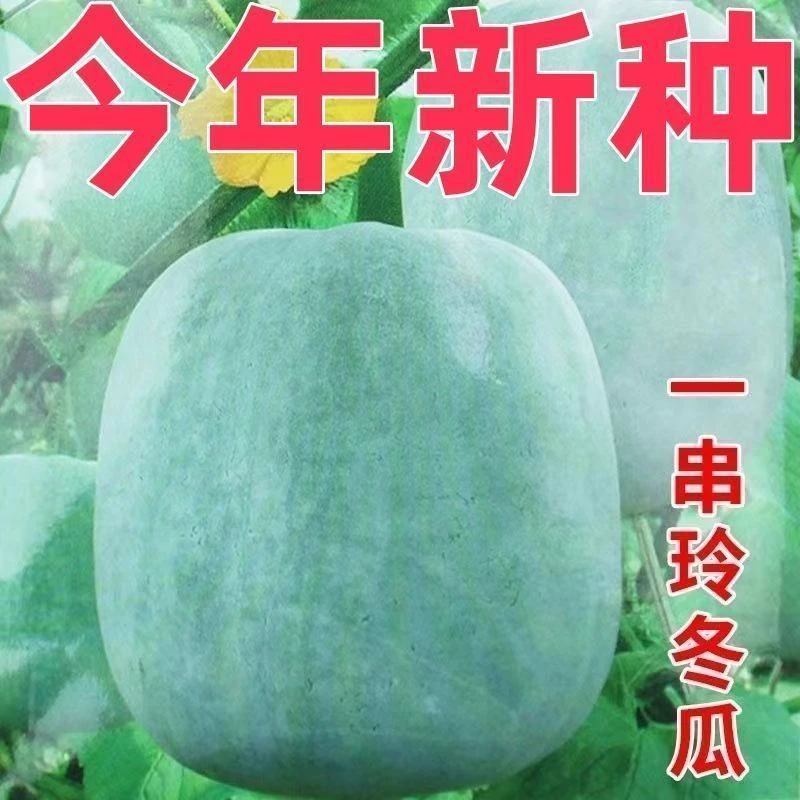【一串铃小冬瓜种子】四季白皮高产小冬瓜籽庭院阳台蔬菜种子种植