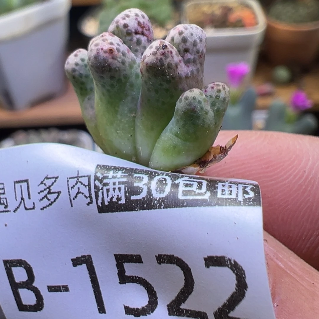 多肉植物111111111111