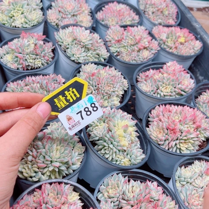 多肉植物多肉植物