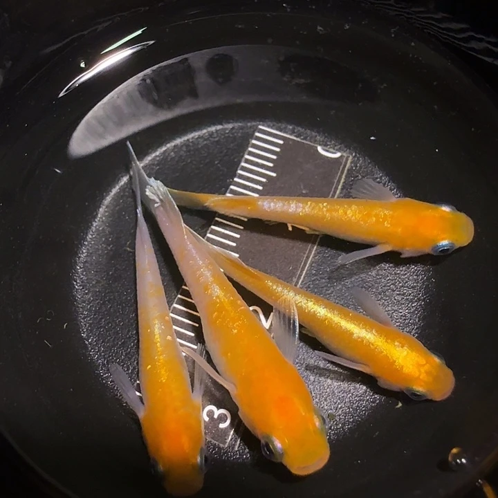 青鳉鱼一物一拍792